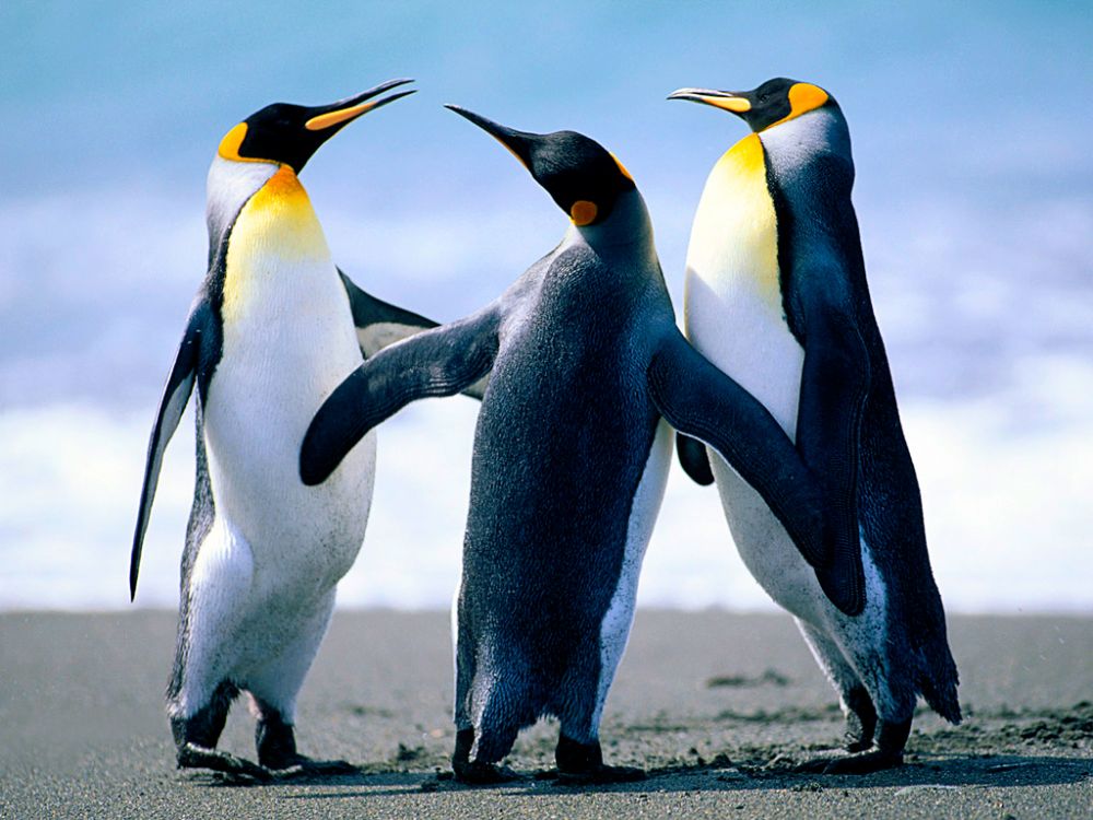 Demo LP - FR - penguins Demo LP - FR - penguins